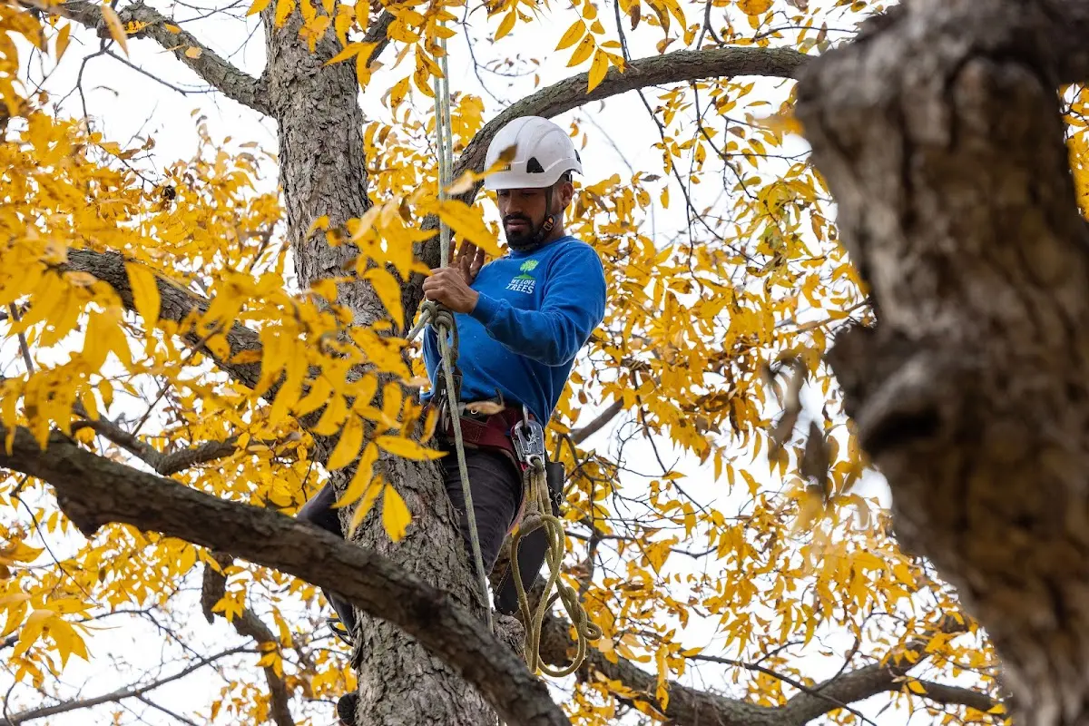 Skilled Tree Trimming crew working in Melcroft